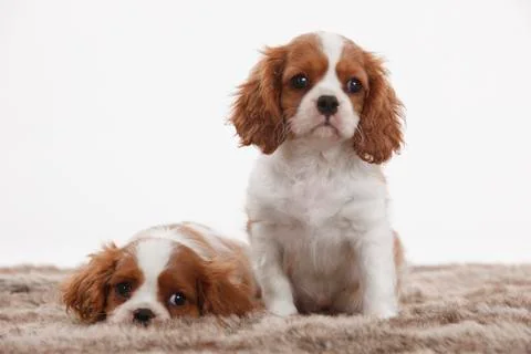 Portrait of two Cavalier King Charles Spaniel puppies in front of white Stock Photos