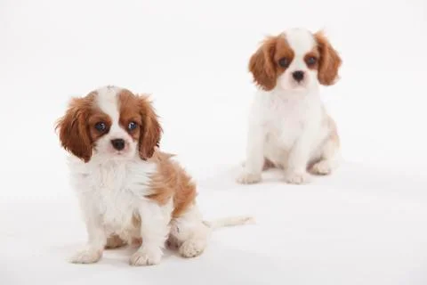 Portrait of two Cavalier King Charles Spaniel puppies on white ground Stock Photos