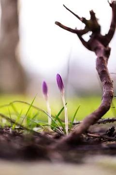 A portrait of two closed small purple crocus flowers standing in the grass .. Stock Photos