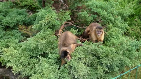 Portrait of the two cute gracile capuchin monkey - cebidae hanging on the tree Stock Footage 219864628