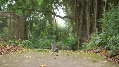 Portrait of two cute monkeys on branch looking at camera. Cute ape siting f in Stock Footage 232014285