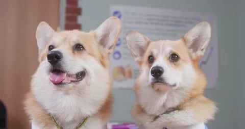 Portrait of two cute Welsh corgi Pembroke or Cardigan dogs, who are breathing Stock Footage 203635460