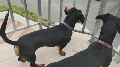 Portrait of two dachshunds. Two funny lazy dachshunds. Stock Footage 197143123