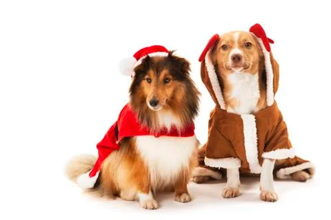 Portrait of two dogs Stock Photos
