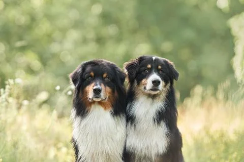Portrait of two dogs of the same breed. Beautiful Australian Shepherds in nature Stock Photos