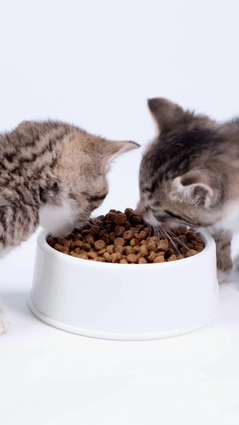 Portrait two kittens eating dry food for kittens from a bowl with another kitten Stock Footage 342527373
