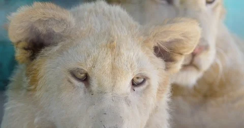 Portrait of two lions Stock Footage 89306176