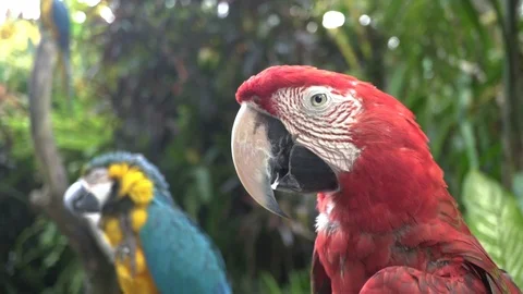 Portrait of the two macaw parrots on the branch. Stock Footage 104012806