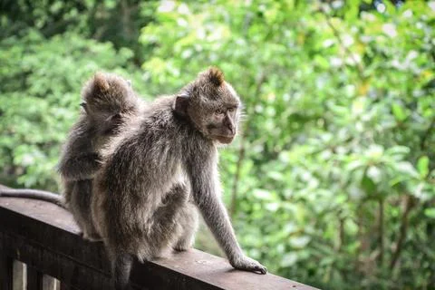 Portrait of two monkeys Stock Photos