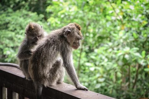 Portrait of two monkeys Stock Photos