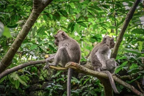 Portrait of two monkeys in Sacred Monkey Forest Stock Photos