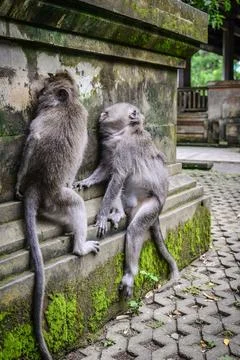 Portrait of two monkeys in Sacred Monkey Forest Stock Photos