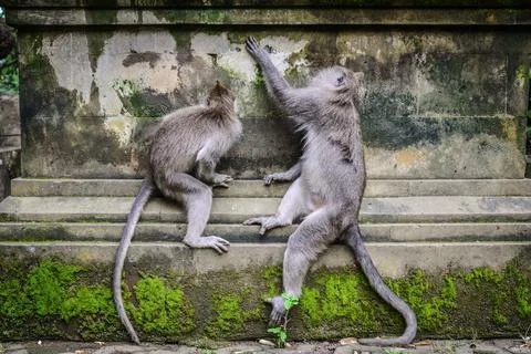 Portrait of two monkeys in Sacred Monkey Forest Stock Photos