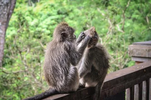 Portrait of two monkeys in Sacred Monkey Forest Stock Photos
