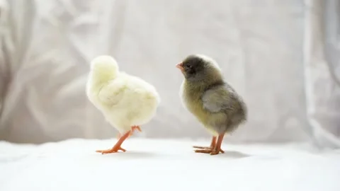 Portrait of two newborn chicks, yellow and grey chick standing together, horizon Stock Footage 204791205