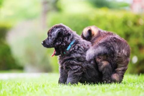 Portrait of two old German shepherd puppies Stock Photos