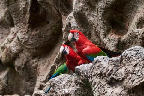 Portrait of two parrots Stock Photos