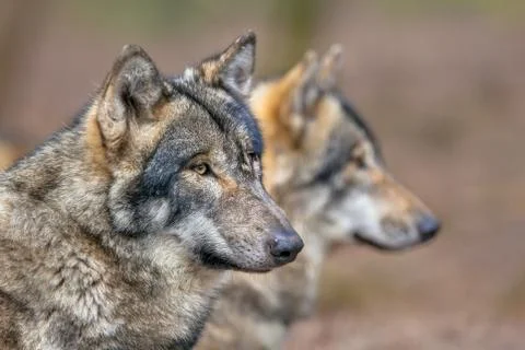 Portrait of two resting Grey Wolfs Stock Photos