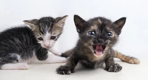 Portrait of two small and mongrel kittens Stock Photos