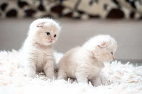 Portrait of two small Scottish fold cat baby milk white color Stock Photos