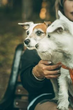 Portrait of two white cute jack russell terrier dogs. side view vertical photo Stock Photos