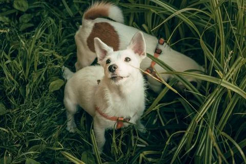 Portrait of two white cute jack russell terrier dogs orange leash top view Stock Photos