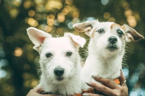 Portrait of two white cute jack russell terrier dogs bottom view Stock Photos