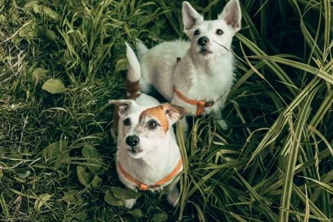Portrait of two white cute jack russell terrier dogs with orange leash top view Stock Photos
