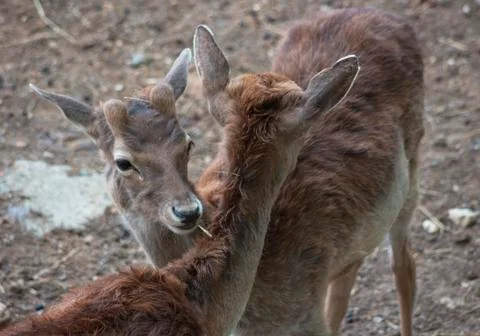 Portrait of two young fallow deers. Stock Photos
