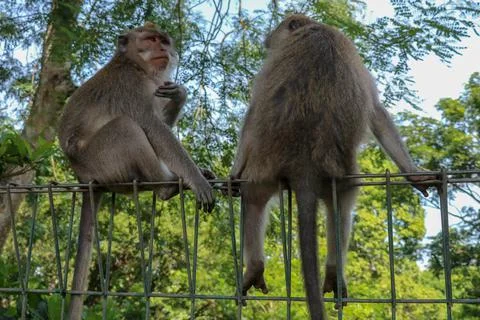 Portrait of two young monkey being inattentive and sitting at th Stock Photos