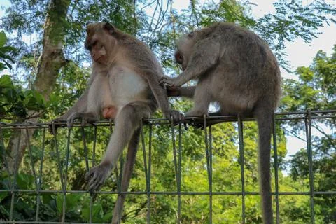 Portrait of two young monkey being inattentive and sitting at th Stock Photos