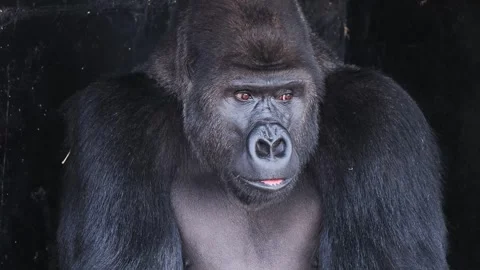 Portrait of a valley gorilla looking in different directions Stock Footage 320797544