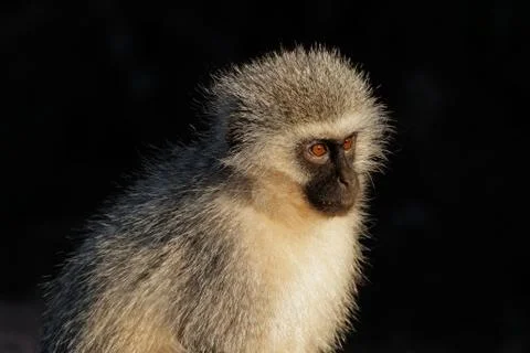 Portrait of a vervet monkey 스톡 사진
