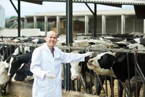 Portrait of veterinary caring cows Stock Photos