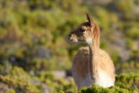 Portrait of a Vicuna Stock Photos