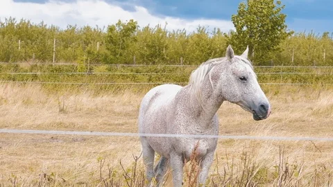 Portrait view of a beautiful dotted white horse standing Stock Footage 91685249
