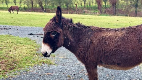 Portrait view of a brown donkey standing on rural path with grassy field and 動画素材 331750170