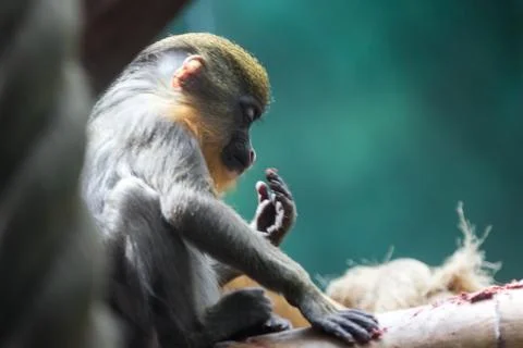 A Portrait view of a Diana Monkey Stock Photos