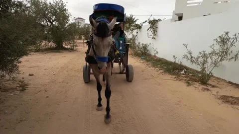 Portrait view of horse pulling carriage with tourists in Tunisia 库存影片 280690322