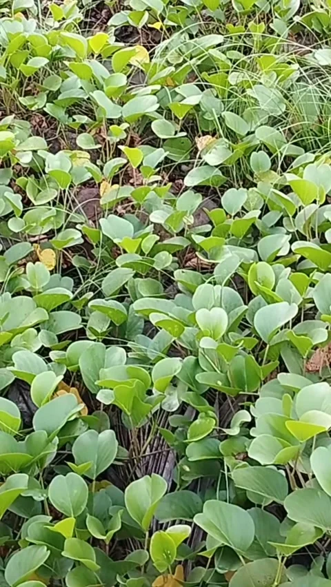 Portrait view of image patterns on water hyacinth Stock Footage 225198934