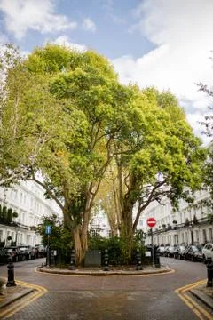 Portrait View of Large Trees in the Middle of a Street From London Stock Photos