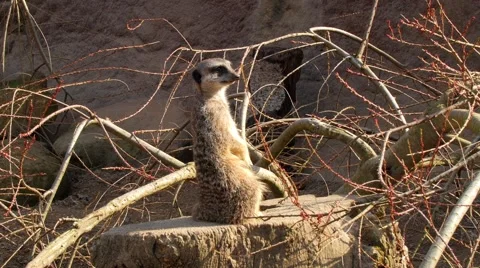 Portrait view of a meerkat Stock Footage 62947356