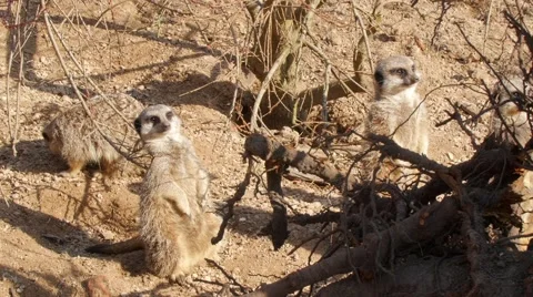 Portrait view of meerkats Stock Footage 62756884