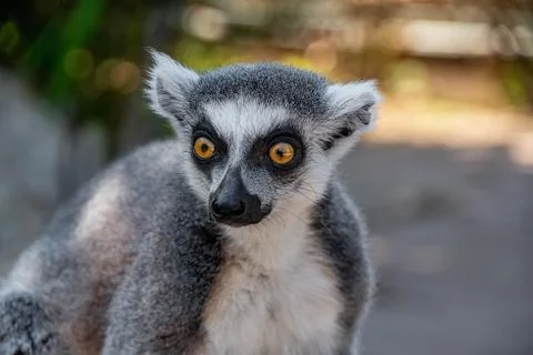 Portrait view of a ring tailed lemurs head Stock Photos