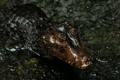 Portrait view of a Spectacled Caiman Caiman crocodilus Stock Photos