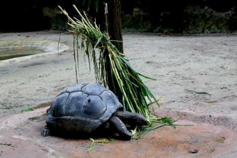 Portrait view of Tortoise Stock Photos
