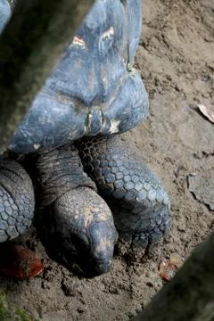 Portrait view of Tortoise Stock Photos