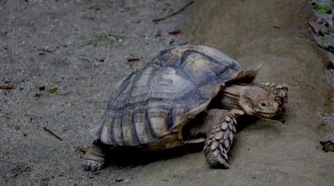 Portrait view of Tortoise Foto stock