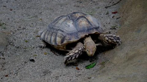 Portrait view of Tortoise Stock Photos