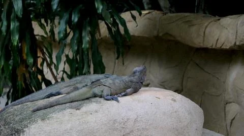 Portrait view of Two Iguana Stock Photos